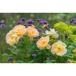 The Lark Ascending™